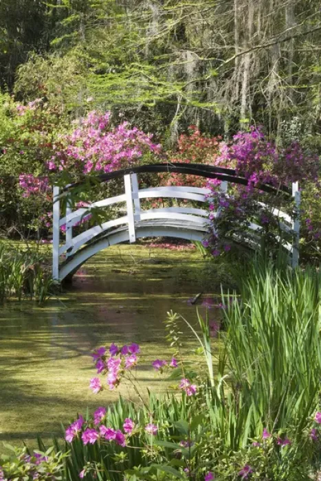 Framed Print : North America, USA, South Carolina, Charleston. Cypress Trees, azaleas and bridge