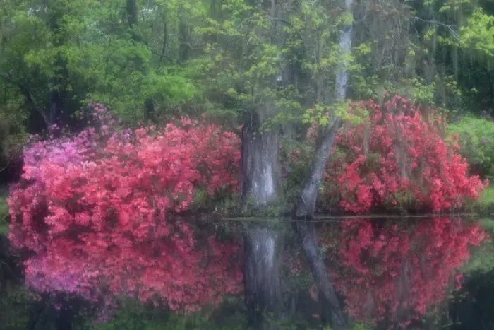Framed Print : North America, USA, South Carolina; Charleston; Azaleas in bloom at Magnolia Plantation Framed Print : North America, USA, South Carolina; Charleston; Azaleas in bloom at Magnolia Plantation