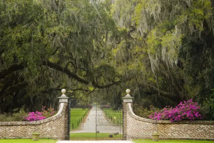 Framed Print : North America, USA, South Carolina, Mt. Pleasant. Driveway to Plantation House Lined Framed Print : North America, USA, South Carolina, Mt. Pleasant. Driveway to Plantation House Lined