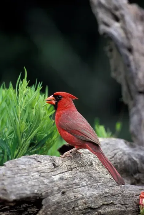 Framed Print : North America, USA, southern Texas, Northern Cardinal (male) Framed Print : North America, USA, southern Texas, Northern Cardinal (male)