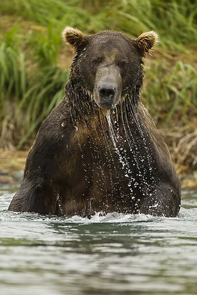 North America, USA, SW Alaska, Geographic Harbor, coastal Katmai National Park, Brown bear