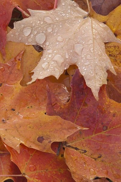 North America, USA, Tennessee. Fall leaves with dew