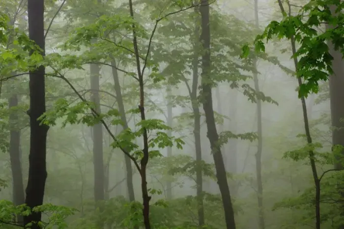 Framed Print : North America, USA, Tennessee; Foggy morning at Roaring Fork Trail in the Smokies Framed Print : North America, USA, Tennessee; Foggy morning at Roaring Fork Trail in the Smokies