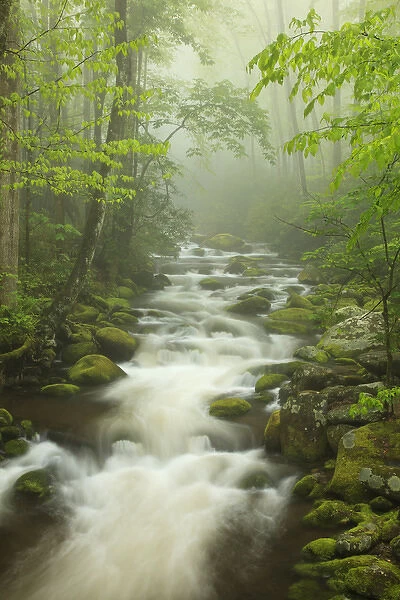 North America, USA, Tennessee; Stream in the fog at Roaring Fork Trail in the Smokies