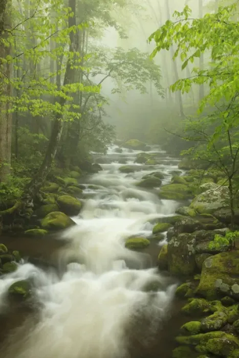 Framed Print : North America, USA, Tennessee; Stream in the fog at Roaring Fork Trail in the Smokies