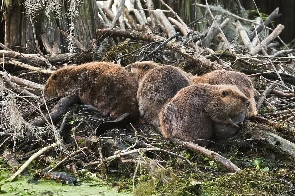 North America, USA, Texas, Caddo Lake, American beaver (Castor canadensis) adults