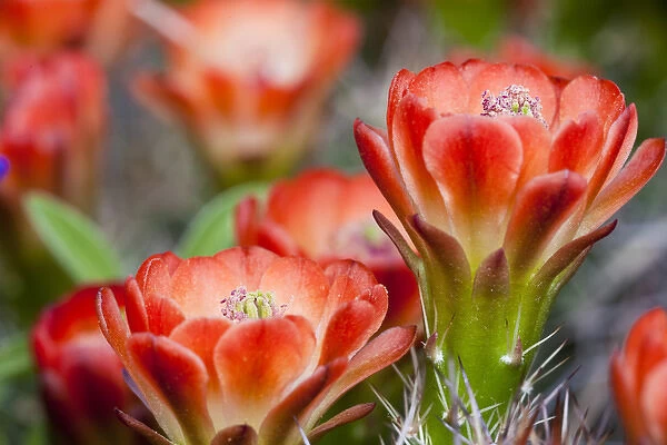 North America, USA, Texas. Echinocereus triglochidiatus, also known as claret cup cactus