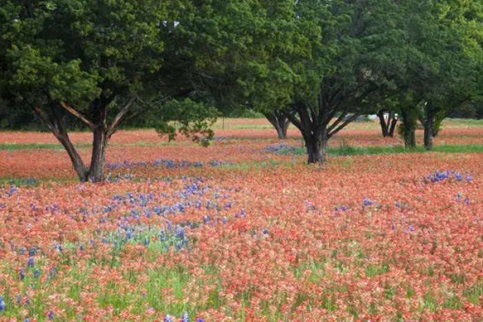 Framed Print : North America, USA, Texas. Oak trees in field of Indian Paintbrush(castilleja foliolosa) Framed Print : North America, USA, Texas. Oak trees in field of Indian Paintbrush(castilleja foliolosa)