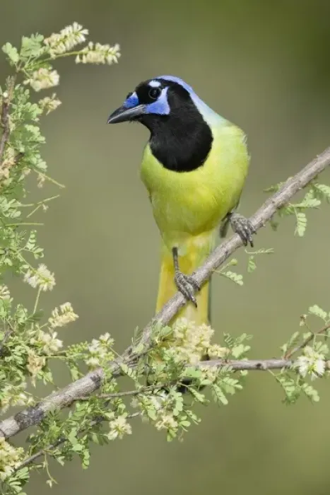 Framed Print : North America, USA, Texas, Roma. Green Jay Framed Print : North America, USA, Texas, Roma. Green Jay