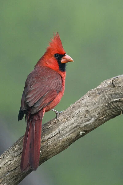 North America, USA, Texas, Roma. Male Cardinal