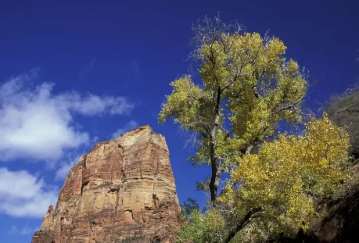Framed Print : North America, USA, UT, Zion NP Angels Landing high above the Zion valley