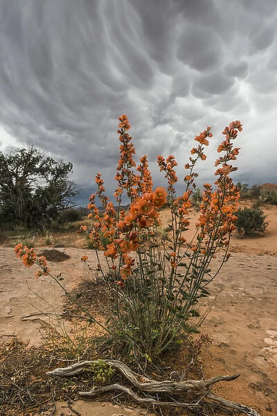 North America, USA, Utah, Arches National Park. Desert Globemallow (Sphaeralcea ambigua)
