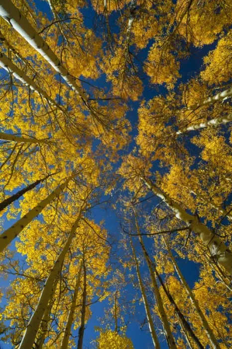 Framed Print : North America, USA, Utah, Autumn Aspen and Sky, Big Cottonwood Canyon, Wasatch Range, UT Framed Print : North America, USA, Utah, Autumn Aspen and Sky, Big Cottonwood Canyon, Wasatch Range, UT