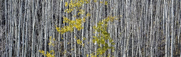 North America, USA, Utah. Mostly bare aspen trees on Boulder Mountain, UT