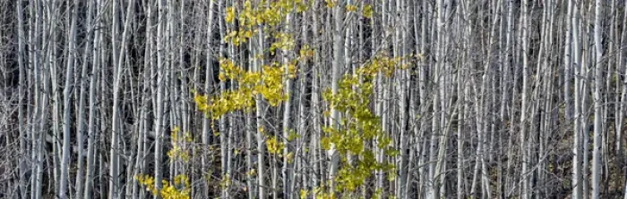 Framed Print : North America, USA, Utah. Mostly bare aspen trees on Boulder Mountain, UT Framed Print : North America, USA, Utah. Mostly bare aspen trees on Boulder Mountain, UT