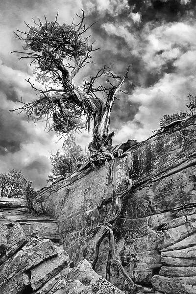 North America, USA, Utah. Black and white image of Desert Juniper tree (Juniperus