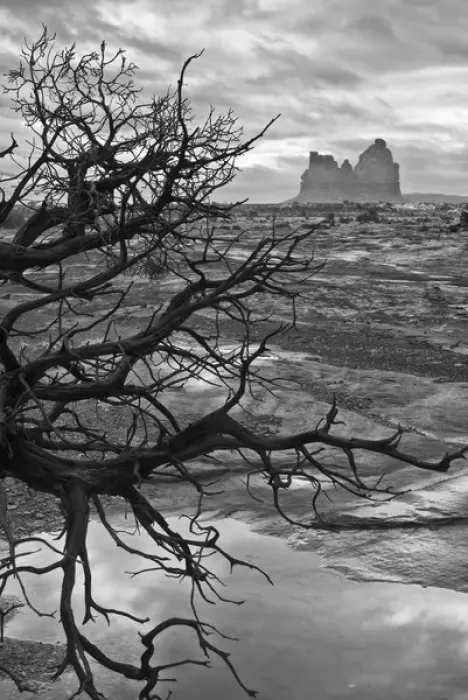 Framed Print : North America, USA, Utah. Black and white image of early morning winter fog with juniper Framed Print : North America, USA, Utah. Black and white image of early morning winter fog with juniper