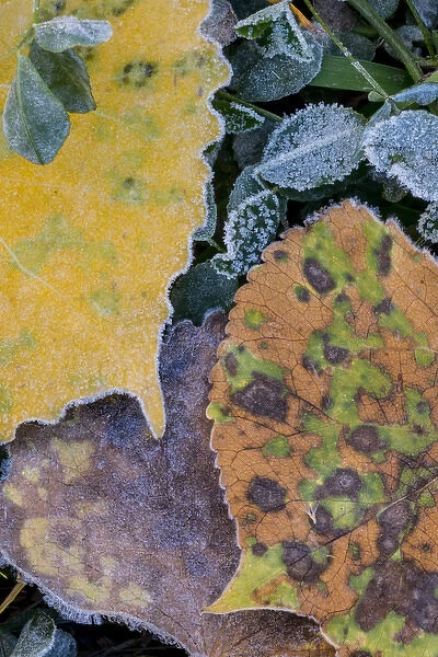 North America, USA, Utah. Frost Covered Aspen Leaves and Clover in Grand Staircase-Escalante