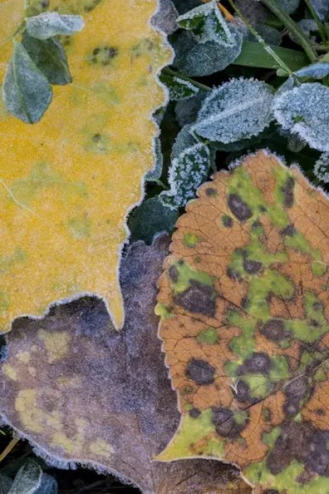 Framed Print : North America, USA, Utah. Frost Covered Aspen Leaves and Clover in Grand Staircase-Escalante Framed Print : North America, USA, Utah. Frost Covered Aspen Leaves and Clover in Grand Staircase-Escalante