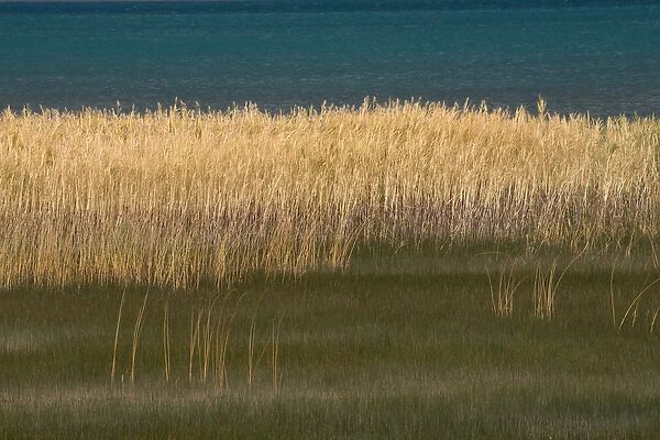 North America, USA, Utah. Grasses blowing in the breeze along the shore of Bear Lake
