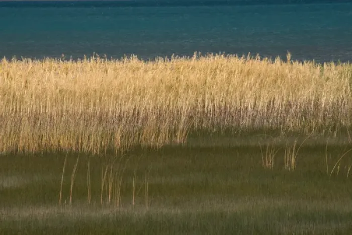 Framed Print : North America, USA, Utah. Grasses blowing in the breeze along the shore of Bear Lake Framed Print : North America, USA, Utah. Grasses blowing in the breeze along the shore of Bear Lake