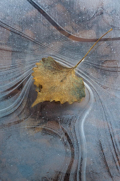 North America, USA, Utah, Natural Bridges National Monument. Leaf with frozen ice pattern