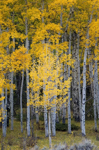 North America, USA, Utah. Yellow Aspen, Flaming Gorge national recreation Area, UT