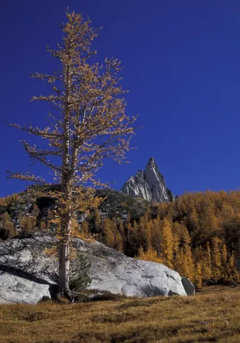 Framed Print : North America, USA, WA, Enchantment Lakes Prusik Peak spiking above golden Larch trees Framed Print : North America, USA, WA, Enchantment Lakes Prusik Peak spiking above golden Larch trees