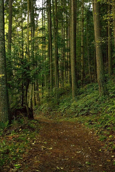 North America, USA, WA, Fidalgo Island, Anacortes Community Forest Lands. Hiking trails through 3
