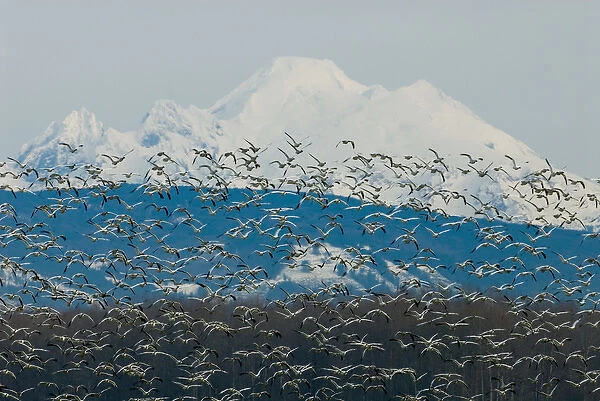 North America, USA, WA, Fir Island. Snow Geese (Chen caerulescens) take flight with