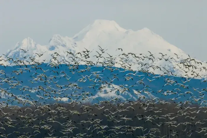Framed Print : North America, USA, WA, Fir Island. Snow Geese (Chen caerulescens) take flight with