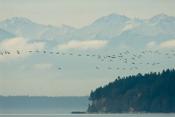 North America, USA, WA, Fir Island. Olympic Mountains backdrop for flock of Snow Geese