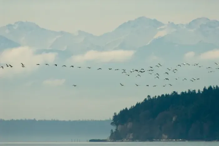 Framed Print : North America, USA, WA, Fir Island. Olympic Mountains backdrop for flock of Snow Geese Framed Print : North America, USA, WA, Fir Island. Olympic Mountains backdrop for flock of Snow Geese