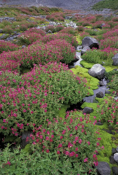 North America, USA, WA, Mt. Rainier NP monkeyflowers along Paradise Creek
