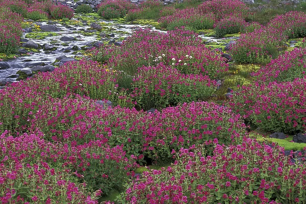North America, USA, WA, Mt. Rainier NP monkeyflowers along Paradise Creek