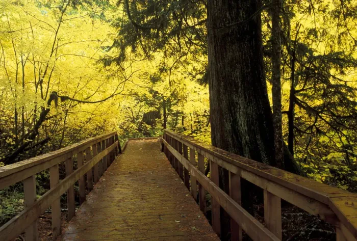 Framed Print : North America, USA, WA, Mt. Rainier NP golden maples along Grove of the Patriarchs Framed Print : North America, USA, WA, Mt. Rainier NP golden maples along Grove of the Patriarchs