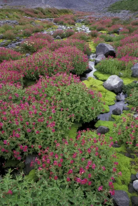 Framed Print : North America, USA, WA, Mt. Rainier NP monkeyflowers along Paradise Creek Framed Print : North America, USA, WA, Mt. Rainier NP monkeyflowers along Paradise Creek