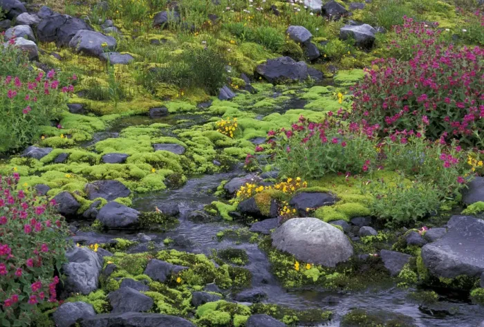 Framed Print : North America, USA, WA, Mt. Rainier NP monkeyflowers along Paradise creek Framed Print : North America, USA, WA, Mt. Rainier NP monkeyflowers along Paradise creek
