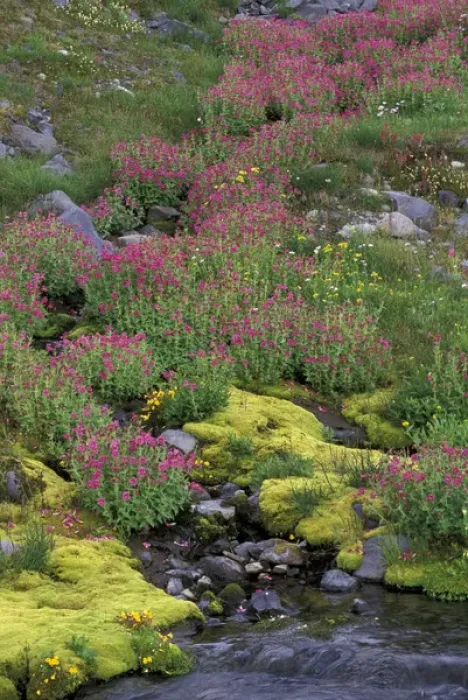 Framed Print : North America, USA, WA, Mt. Rainier NP monkeyflowers along Paradise creek