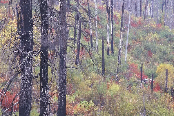 North America, USA, WA, near Leavenworth, Tumwater Canyon rebirth of the forest