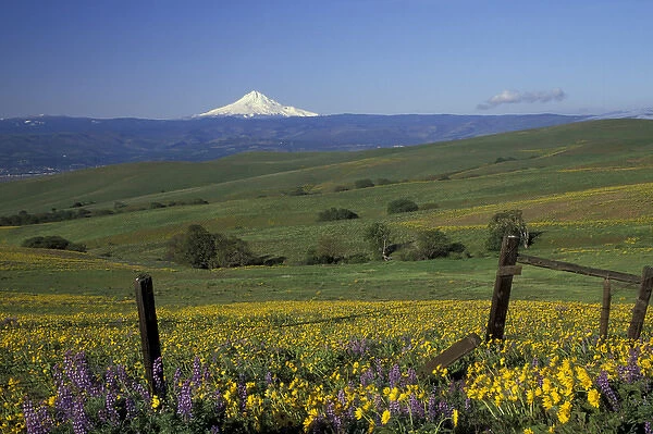 North America, USA, WA, near Lyle, Dalles Mountain Ranch SP balsam root and lupine with Mt