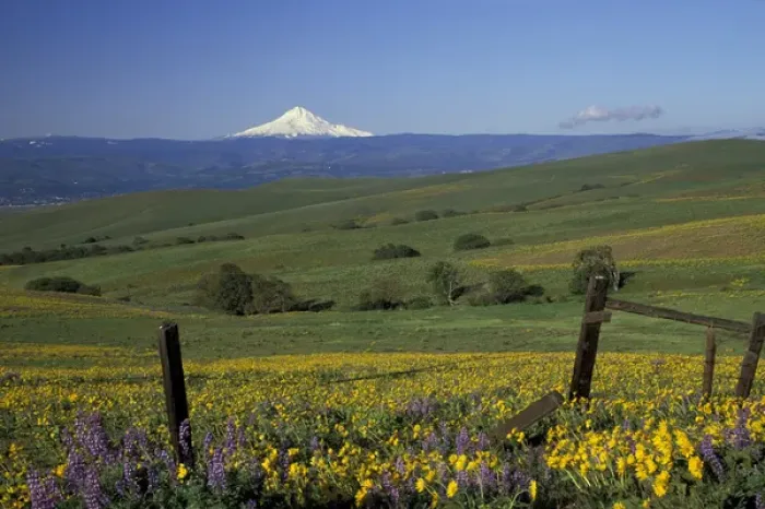 Framed Print : North America, USA, WA, near Lyle, Dalles Mountain Ranch SP balsam root and lupine with Mt
