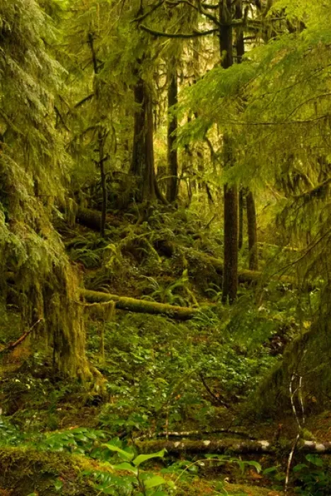Framed Print : North America, USA, WA, Olympic National Park. Dense growth in mixed old growth forest