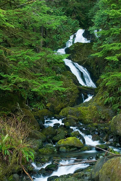 North America, USA, WA, Olympic National Park. Bunch Falls in Quinault Rain Forest