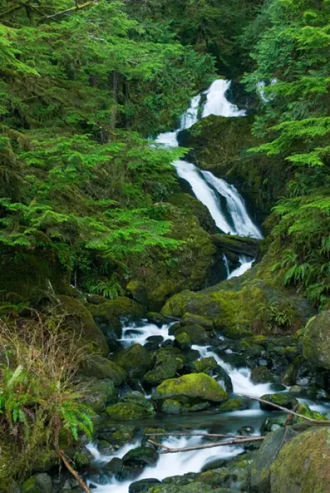 Framed Print : North America, USA, WA, Olympic National Park. Bunch Falls in Quinault Rain Forest Framed Print : North America, USA, WA, Olympic National Park. Bunch Falls in Quinault Rain Forest