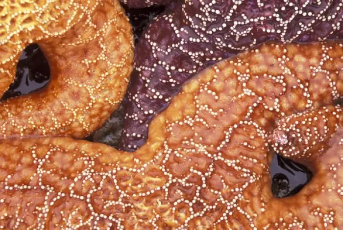 Framed Print : North America, USA, WA, Olympic NP, Shi Shi Beach sea stars detail Framed Print : North America, USA, WA, Olympic NP, Shi Shi Beach sea stars detail