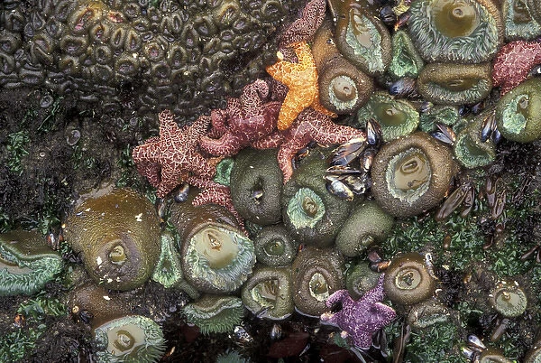 North America, USA, WA, Olympic NP, Shi Shi Beach sea stars and giant green anemones