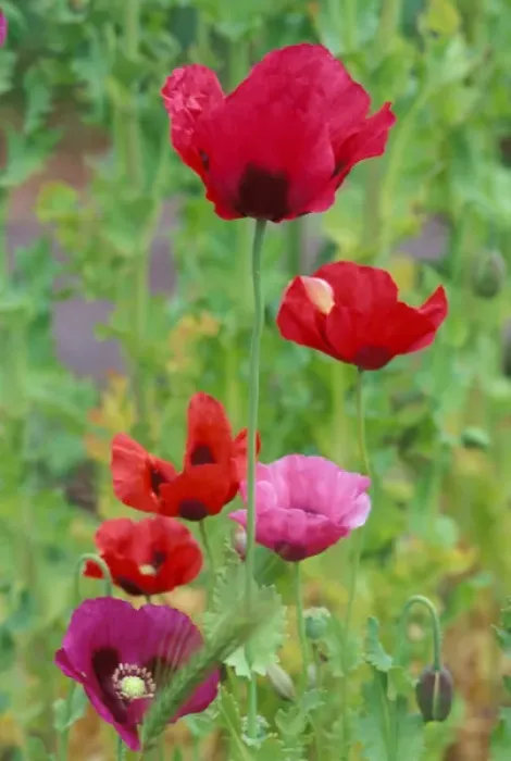 Framed Print : North America, USA, WA, Port Townsend Shirley Mixed Poppies Summer Framed Print : North America, USA, WA, Port Townsend Shirley Mixed Poppies Summer