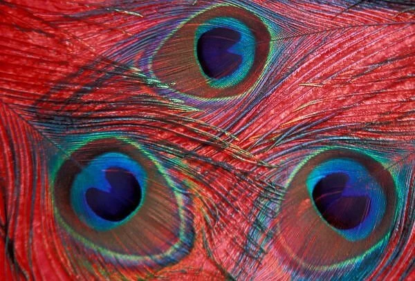 North America, USA, WA, Redmond, Peacock feathers pattern