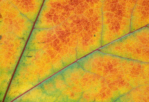 North America, USA, WA, Redmond fall leaf detail
